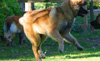 Leonberger Club of America
